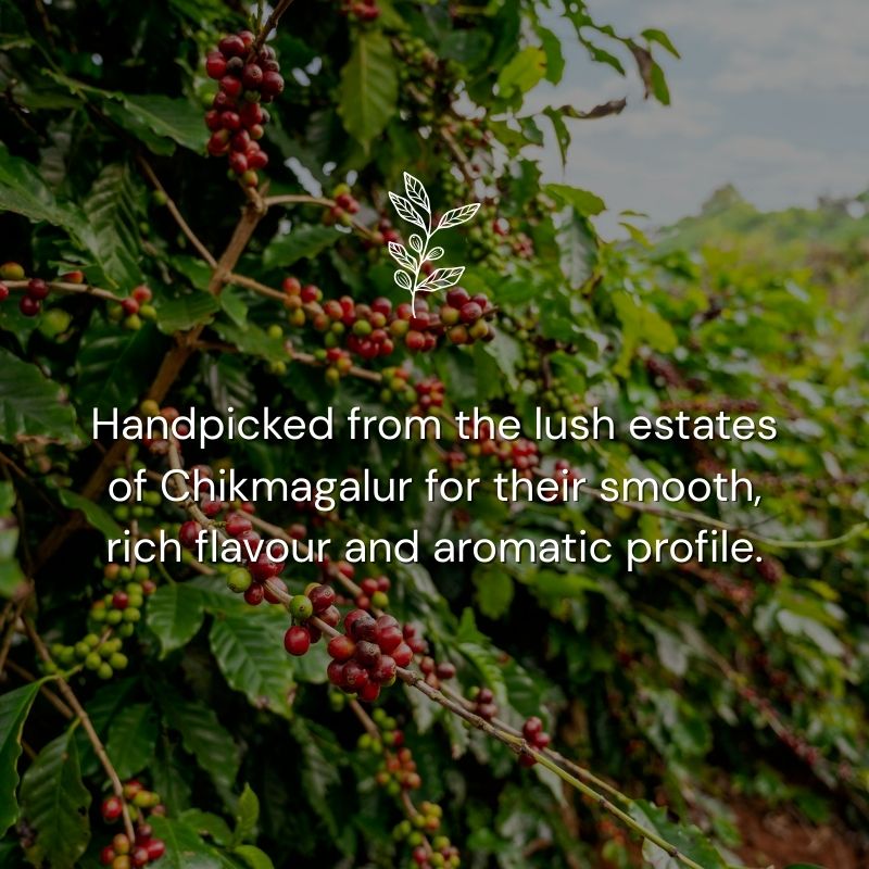 Coffee beans on a tree branch with text about Soulistic Coffee beans sourced from Chikmagalur estates